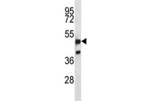 NRF1 antibody western blot analysis in K562 lysate.