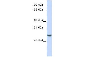 Image no. 1 for anti-NFKB Inhibitor Interacting Ras-Like 1 (NKIRAS1) (N-Term) antibody (ABIN634451)