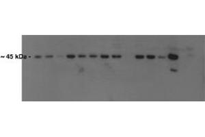 Image no. 3 for anti-Activating Transcription Factor 4 (Tax-Responsive Enhancer Element B67) (ATF4) (N-Term) antibody (ABIN2780377)