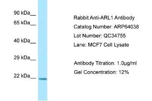 Image no. 1 for anti-ADP Ribosylation Factor Like GTPase 1 (ARL1) (C-Term) antibody (ABIN2789706)