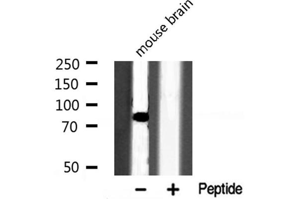 POU2F1 Antikörper  (N-Term)