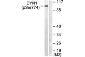 Western blot analysis of extracts from mouse brain, using Dynamin-1 (Phospho-Ser774) Antibody.