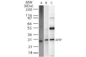 Image no. 1 for anti-APAF1 Interacting Protein (APIP) antibody (ABIN532006)