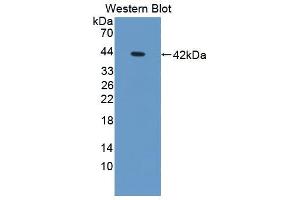Image no. 2 for anti-Brain Protein 44-Like (BRP44L) (AA 1-109) antibody (ABIN1866943)