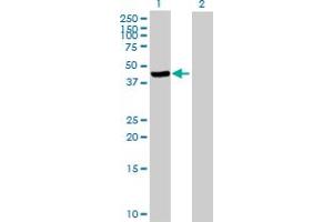 Image no. 1 for anti-Nitrogen Permease Regulator-Like 2 (S. Cerevisiae) (NPRL2) (AA 1-380) antibody (ABIN524074)