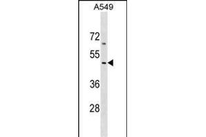 EMID2 Antibody (Center) (ABIN1538207 and ABIN2849215) western blot analysis in A549 cell line lysates (35 μg/lane).