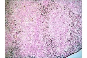 Staining for Ly-6G/-6C of frozen section of mouse spleen