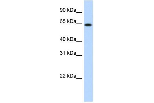RNF6 Antikörper  (N-Term)