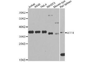 Image no. 2 for anti-Activating Transcription Factor 4 (Tax-Responsive Enhancer Element B67) (ATF4) antibody (ABIN3020669)