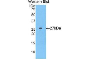 Image no. 1 for anti-Coagulation Factor IX (F9) (AA 232-455) antibody (ABIN1858771)