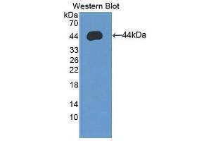 Image no. 1 for anti-Syncollin (SYCN) (AA 38-134) antibody (ABIN1871275)