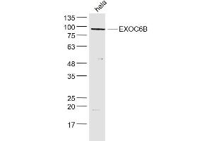 Image no. 1 for anti-Exocyst Complex Component 6B (EXOC6B) (AA 721-811) antibody (ABIN5675588)