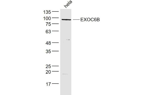 EXOC6B Antikörper  (AA 721-811)