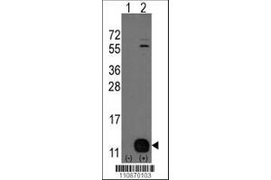 Image no. 1 for anti-phosphohistidine Phosphatase 1 (PHPT1) (AA 1-30), (N-Term) antibody (ABIN389181)