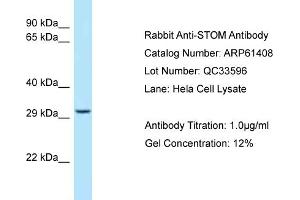 Image no. 1 for anti-Stomatin (STOM) (C-Term) antibody (ABIN2788794)