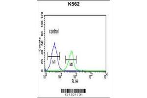 Image no. 2 for anti-JMJD7-PLA2G4B Readthrough (JMJD7-PLA2G4B) antibody (ABIN2488620)