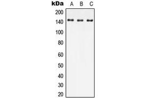 Image no. 1 for anti-Sperm Associated Antigen 9 (SPAG9) (Center) antibody (ABIN2706427)