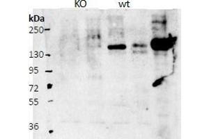 Image no. 1 for anti-Contactin 4 (CNTN4) (AA 160-172) antibody (ABIN5539513)