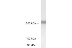 Image no. 2 for anti-Tenascin C (TNC) antibody (ABIN1742432)