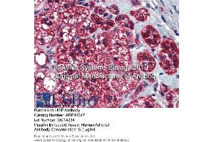 Image no. 2 for anti-Hepatocyte Growth Factor (Hepapoietin A, Scatter Factor) (HGF) (N-Term) antibody (ABIN2781816)