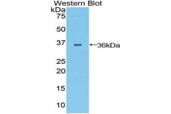 DISP1 Antikörper  (AA 1141-1435)