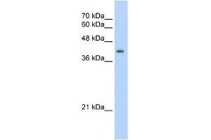 Image no. 1 for anti-Uroporphyrinogen Decarboxylase (UROD) (N-Term) antibody (ABIN2773790)