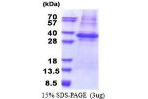 Image no. 1 for phospholipid Scramblase 3 (PLSCR3) (AA 1-265) protein (His tag) (ABIN5853314)