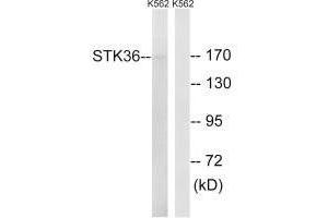 STK36 anticorps