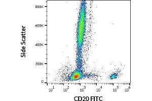 Image no. 1 for anti-Membrane-Spanning 4-Domains, Subfamily A, Member 1 (MS4A1) antibody (FITC) (ABIN559682)