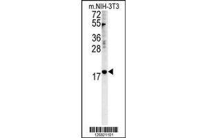 Image no. 1 for anti-Nucleophosmin/nucleoplasmin 3 (NPM3) (AA 30-58), (N-Term) antibody (ABIN651528)