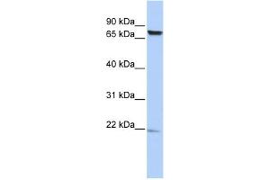 Image no. 1 for anti-Chromosome 7 Open Reading Frame 38 (C7orf38) (Middle Region) antibody (ABIN2786221)