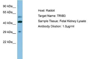 Image no. 1 for anti-Tribbles Homolog 3 (Drosophila) (TRIB3) (N-Term) antibody (ABIN2787258)