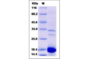 Image no. 1 for ATP synthase subunit delta, mitochondrial (ATP5F1D) (AA 23-168) protein (His tag) (ABIN2006308)