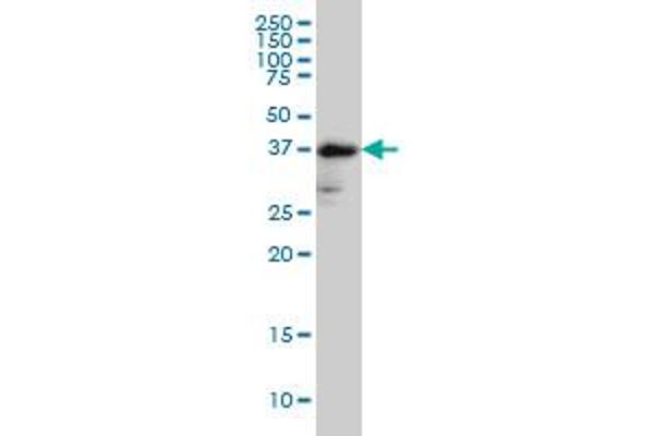 anti-Fucosyltransferase 2 (Secretor Status Included) (FUT2) (AA 51-150) antibody
