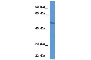 Image no. 1 for anti-Acid Phosphatase 2, Lysosomal (ACP2) (Middle Region) antibody (ABIN928076)