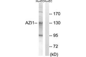Western blot analysis of extracts from HuvEc cells, using AZI1 Antibody.