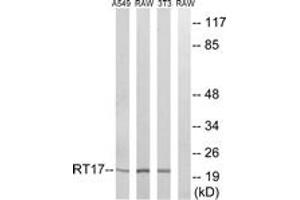 Image no. 1 for anti-Mitochondrial Ribosomal Protein S17 (MRPS17) (AA 11-60) antibody (ABIN1534506)