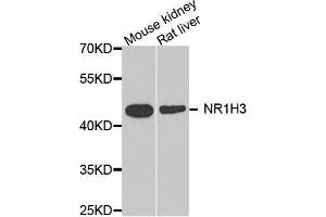 Image no. 1 for anti-Nuclear Receptor Subfamily 1, Group H, Member 3 (NR1H3) antibody (ABIN3023023)