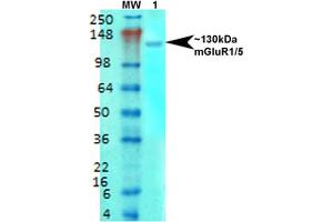 Image no. 2 for anti-Glutamate Receptor, Metabotropic 5 (GRM5) (AA 824-1203) antibody (Alkaline Phosphatase (AP)) (ABIN2483979)