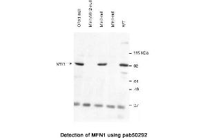 Image no. 1 for anti-Mitofusin 1 (MFN1) (AA 348-579) antibody (ABIN2852234)