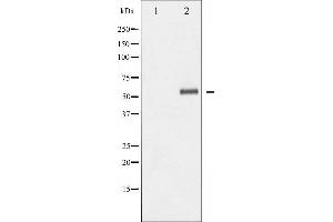 Image no. 2 for anti-ELK1, Member of ETS Oncogene Family (ELK1) (pSer389) antibody (ABIN6256309)