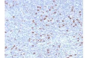 Image no. 4 for anti-Granzyme B (GZMB) (AA 73-187) antibody (ABIN6939591)