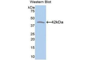 Image no. 1 for anti-Creatine Kinase, Muscle (CKM) (AA 11-367) antibody (ABIN1172305)