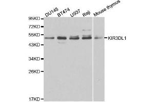 Image no. 2 for anti-Killer Cell Immunoglobulin-Like Receptor, three Domains, Long Cytoplasmic Tail, 1 (KIR3DL1) antibody (ABIN3015534)