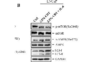 Image no. 48 for anti-Glyceraldehyde-3-Phosphate Dehydrogenase (GAPDH) (Center) antibody (ABIN2857072)