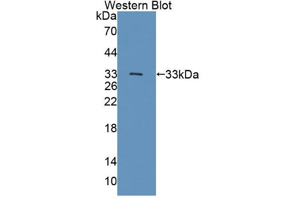TESK1 Antikörper  (AA 52-309)
