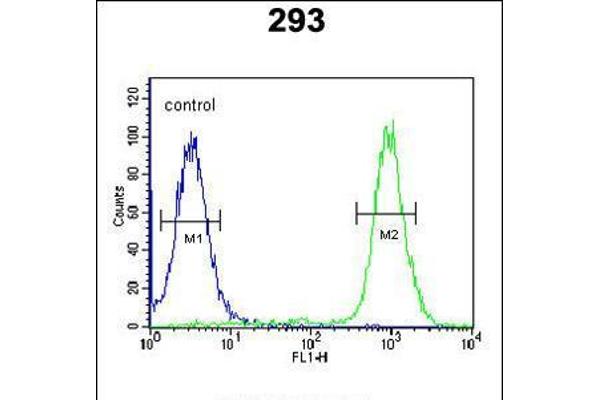 WDR11 Antikörper  (AA 544-572)