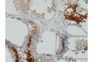 Image no. 1 for anti-Glyceraldehyde-3-Phosphate Dehydrogenase, Spermatogenic (GAPDHS) (AA 1-408) antibody (ABIN565269)