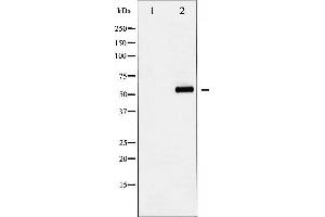Image no. 3 for anti-Yes-Associated Protein 1 (YAP1) (pSer127) antibody (ABIN6256124)