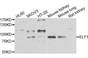 Image no. 1 for anti-E74-Like Factor 1 (Ets Domain Transcription Factor) (ELF1) antibody (ABIN2562397)